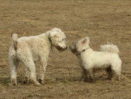 Jimmy and Henry at the Field 03-2004